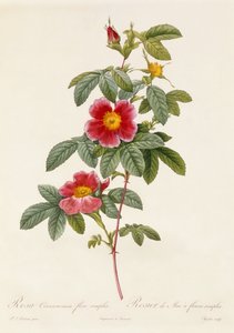 Rosa Cinnamomea enkel blomma